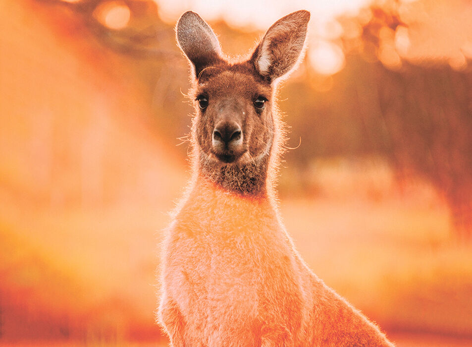 КЕЛОУНА  2025 червень